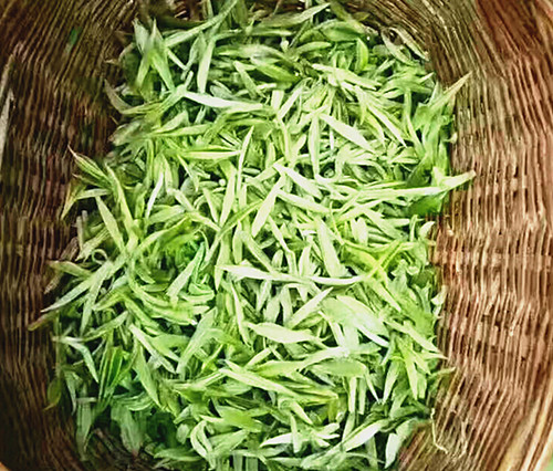 山阳茶叶