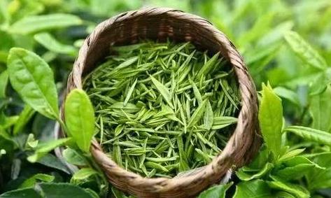 陕南绿茶售卖