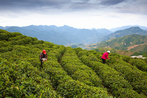 陕南茶叶到底为什么让人喜爱？