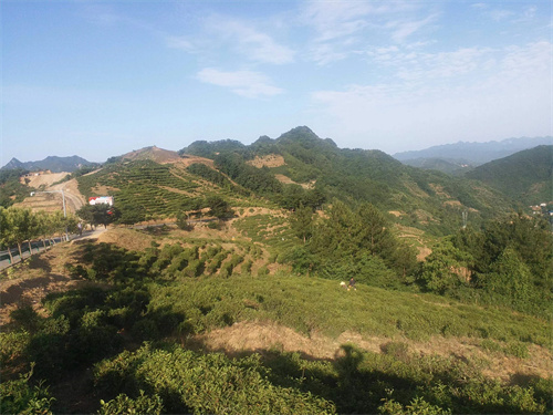 陕南茶叶种植地