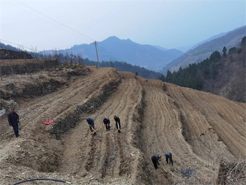 山阳茶园基地