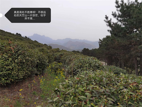 2022陕南新品绿茶