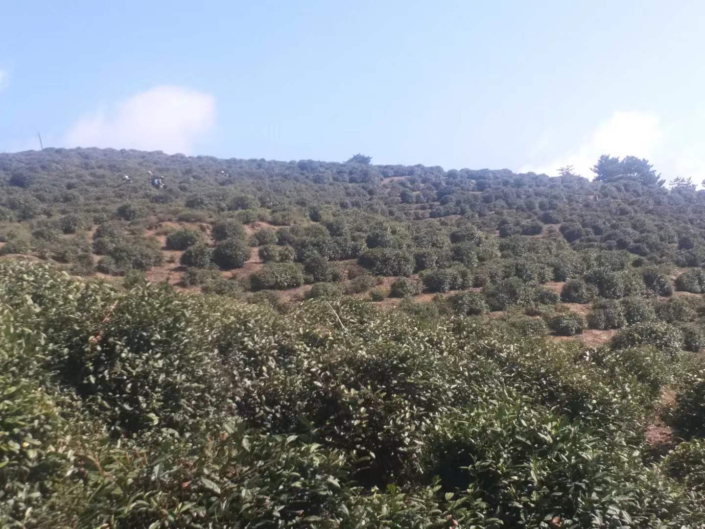 陕南茶叶