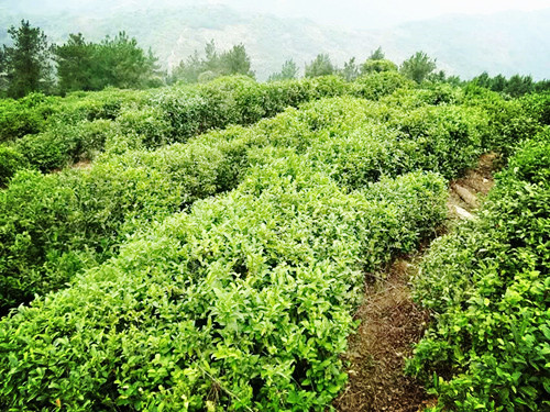 陕南茶叶
