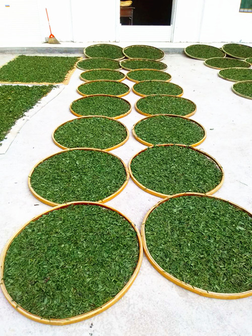 山阳绿茶 山阳绿茶