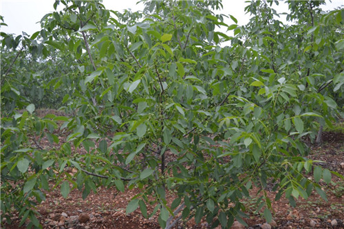河南薄皮核桃苗基地 河南薄皮核桃苗基地