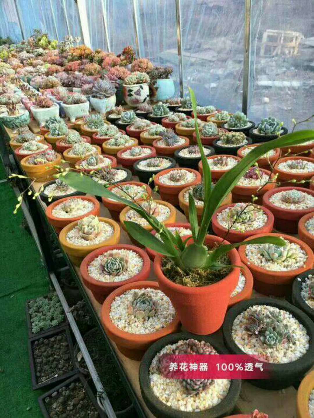 环保型花盆