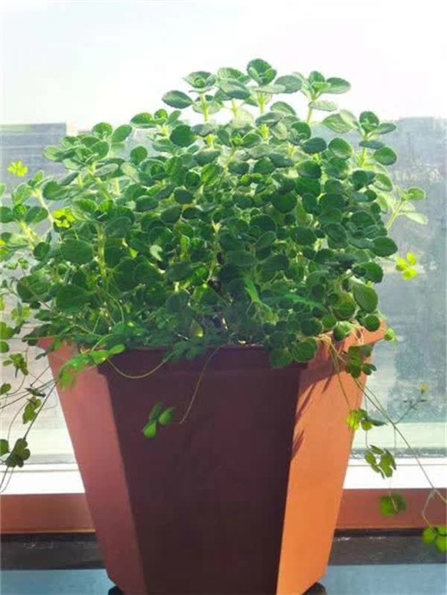 陕西环保花盆