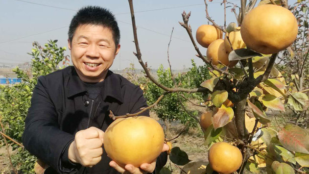 孝感富硒沃土结金果