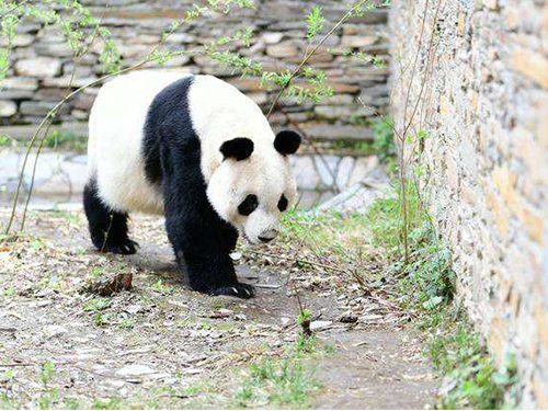 大熊猫“园园”入住维也纳美泉宫动物园
