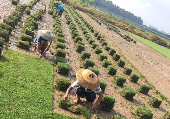 云南天鹅绒草坪销售