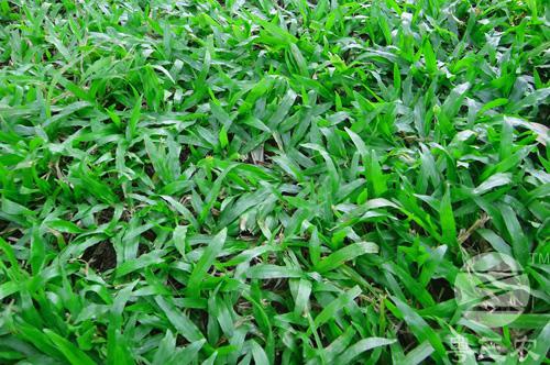 渝宏来你共同了解云南大叶油草坪的栽培技术是怎样的呢？