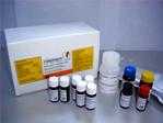 乳鐵蛋白檢測試劑盒