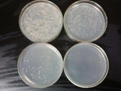 陕西微生物培养基