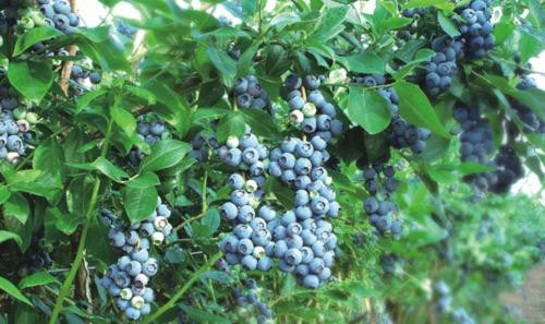 四川藍莓籠子