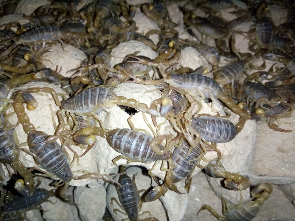 西安蝎子养殖基地人员：从这些方面防控蝎子成活率低的问题