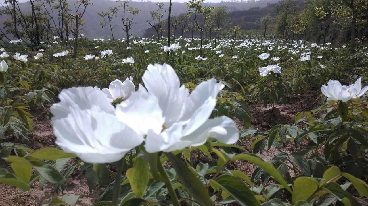 蓝月亮精选五肖发财