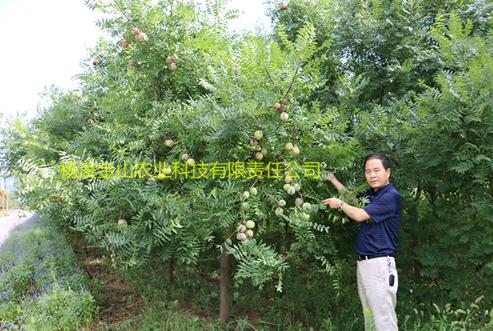 蓝月亮精选五肖发财