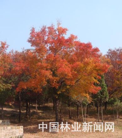 挖掘元宝枫的综合利用价值