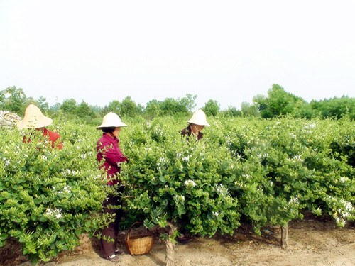 金银花适合在什么条件下栽植