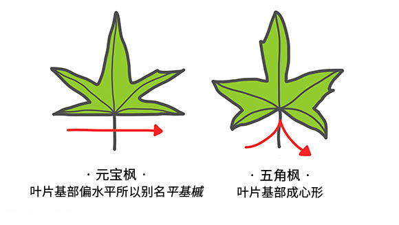 元宝枫与五角枫的区别有哪些