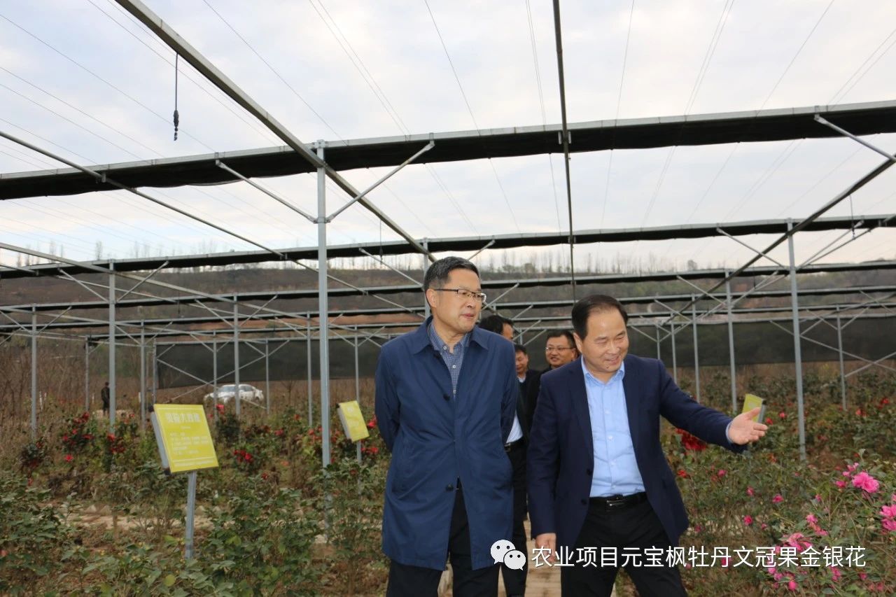 楊凌示范區黨工委副書記劉天雄一行來楊凌金山花卉產業園調研指導工作