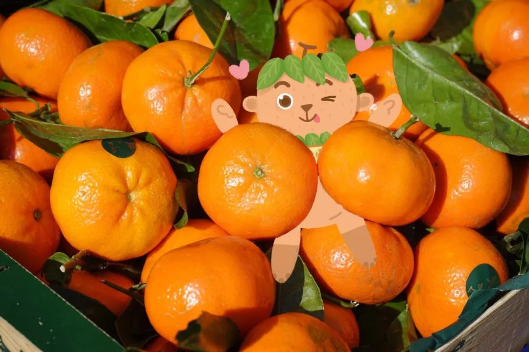 四川柑橘苗