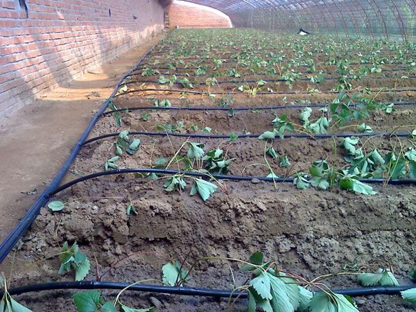 滴灌施肥对肥料的要求有哪些