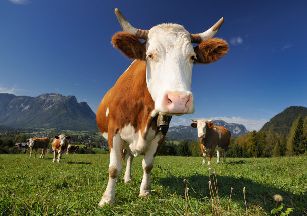 夏季饲养肉牛应该注意哪些饲料营养问题？