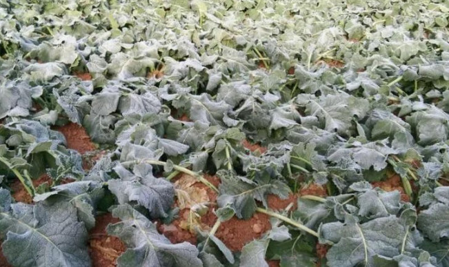 植物防冻剂能预防作物冻害吗？