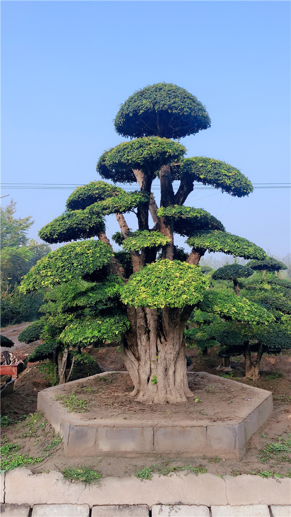 对节白蜡造型树