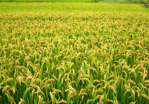 作為常見的肥料之一過磷酸鈣被廣泛用于各種植物，使用范圍也很廣泛