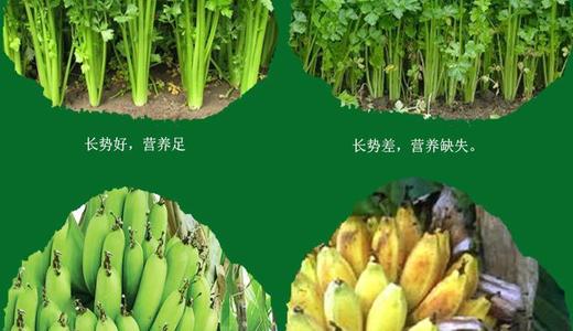 肥料批发价格