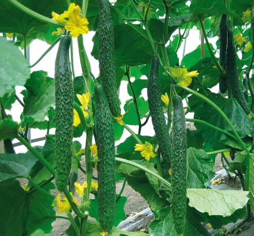 掌握施肥的方法，可以有效提高黃瓜種植的品質與產量