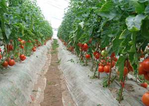 你喜歡吃番茄嗎？其實在種植番茄的過程中同樣少不了湖北肥料的存在