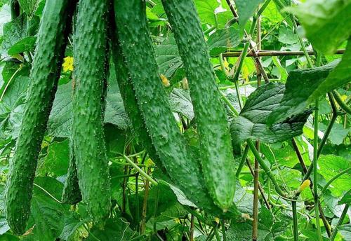 黃瓜作為市場上主要流通的蔬菜之一，想要保持高產量，就離不開正確的施肥