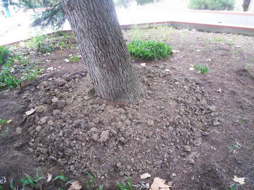 對于樹木種植來說，常見有哪些施肥方式？每種方法又有哪些優勢？