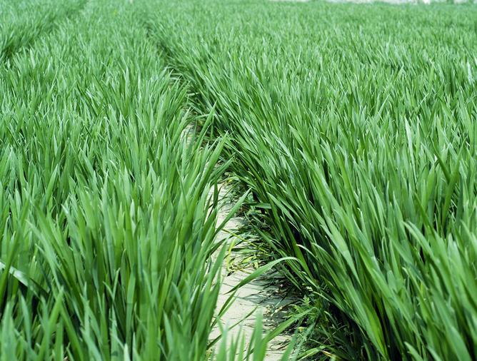 春天是一個耕種的好時節，比如小麥種植，那么它適合施用哪些肥料