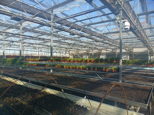 花卉种植玻璃温室