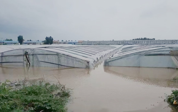 河南大暴雨受洪灾，温室大棚如何补救，降低损失！