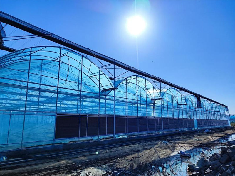 濮阳草莓种植双拱连栋温室项目