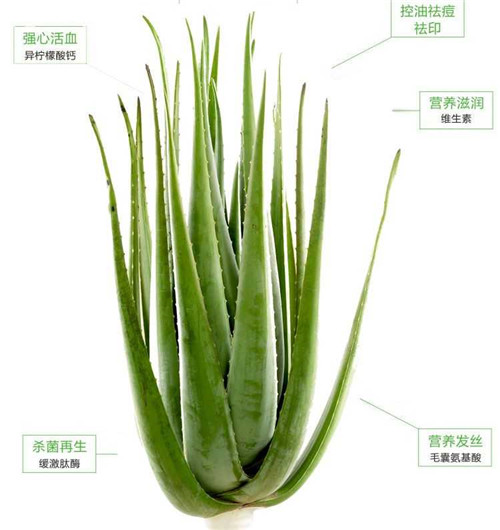 河南芦荟面膜加盟