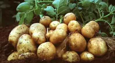 給大家分享一下馬鈴薯的營養知識，馬鈴薯的小百科