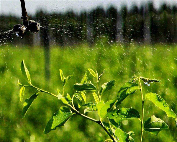 蔬菜生产节水抗旱技术措施