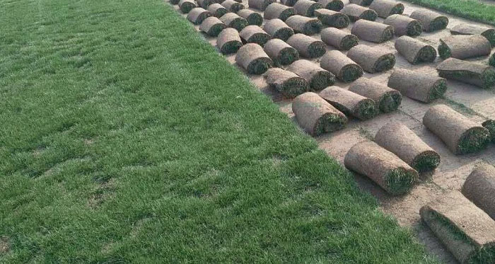 成都草坪基地如何防除杂草