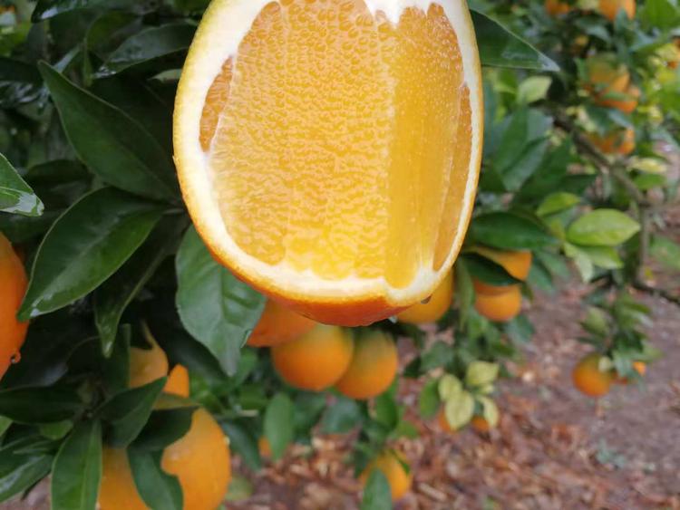 種植臍橙掙錢嗎？如果想取得良好的收益效果，就要采用正確的種植方法