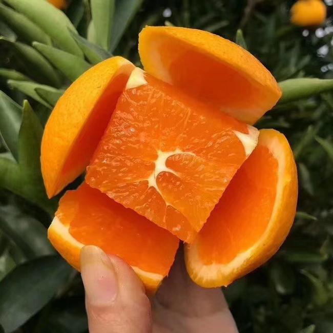 宜昌秭归脐橙