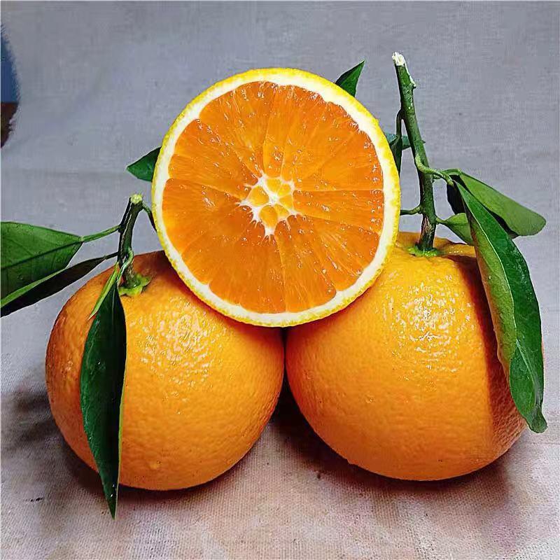 宜昌秭归脐橙