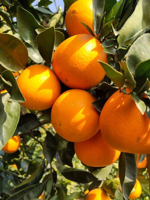 作為宜昌秭歸臍橙的代表——倫晚臍橙一直深受消費者的喜愛