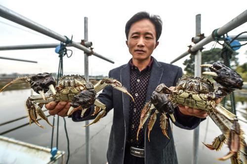 大闸蟹养殖：这四个增产丰收秘诀，学会养蟹不求人！